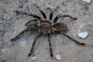 Cyriopagopus (=Haplopelma) vonwirthi-Vietnamese Tiger 4.5" Females
