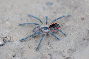 Pamphobeteus sp platyomma-Colombian Pink 1.5"
