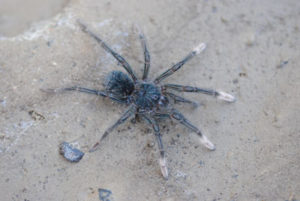 Theraphosa stirmi-Burgundy Goliath 2.25-2.5"