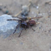 Thrigmopoeus psychedelicus-Indian Psychedelic 1" - Image 2