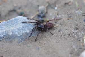 Thrigmopoeus psychedelicus-Indian Psychedelic 1" - Image 2