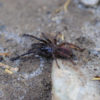 Thrigmopoeus psychedelicus-Indian Psychedelic 1"