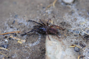Thrigmopoeus psychedelicus-Indian Psychedelic 1"